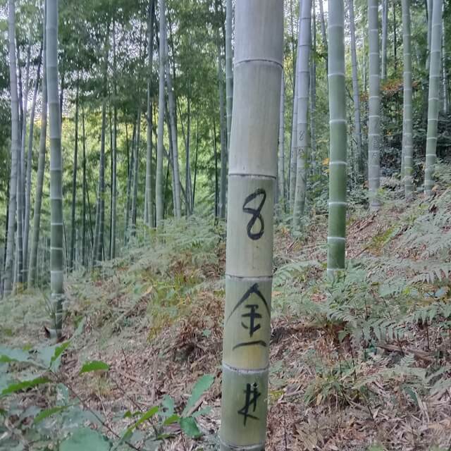How to Tell the Age of Bamboo?