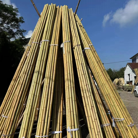 Treated Bamboo Poles Dried Yellow Natural Color