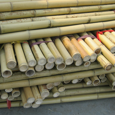 Treated Bamboo Poles Dried Yellow Natural Color