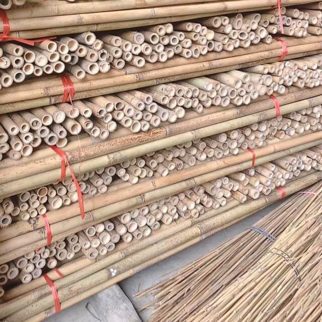 Tonkin Bamboo for Agricultural Use