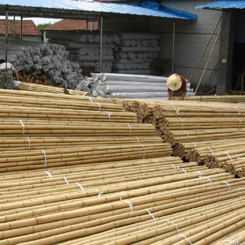 Bamboo Poles Dried Yellow