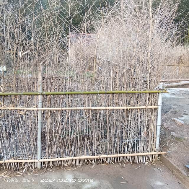 bamboo branches for fencing