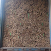 Tonkin Bamboo for Agricultural Use
