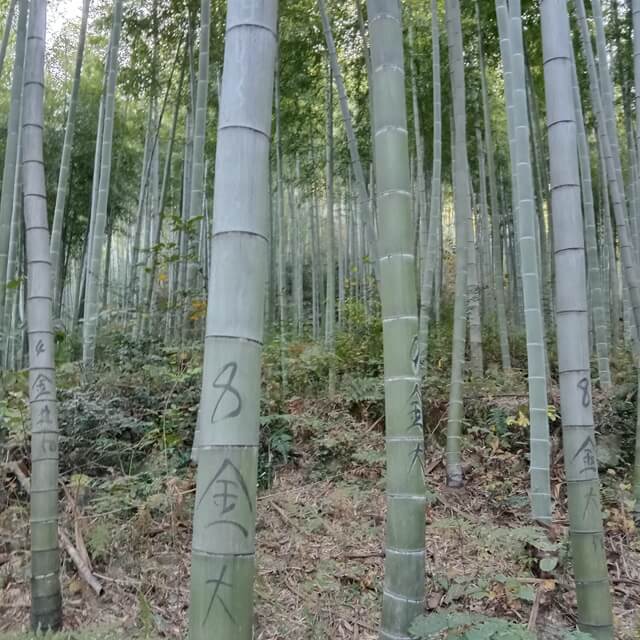 mao bamboo