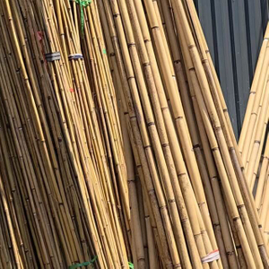 Tonkin Bamboo for Agricultural Use