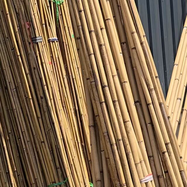 Tonkin Bamboo for Agricultural Use