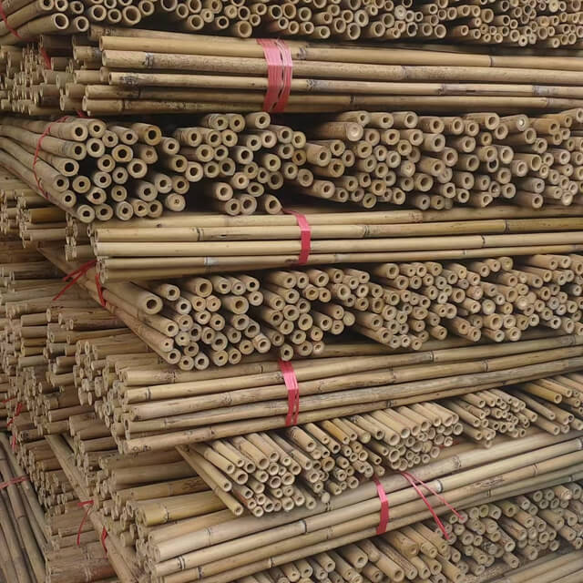 tonkin bamboo canes for agricultural use
