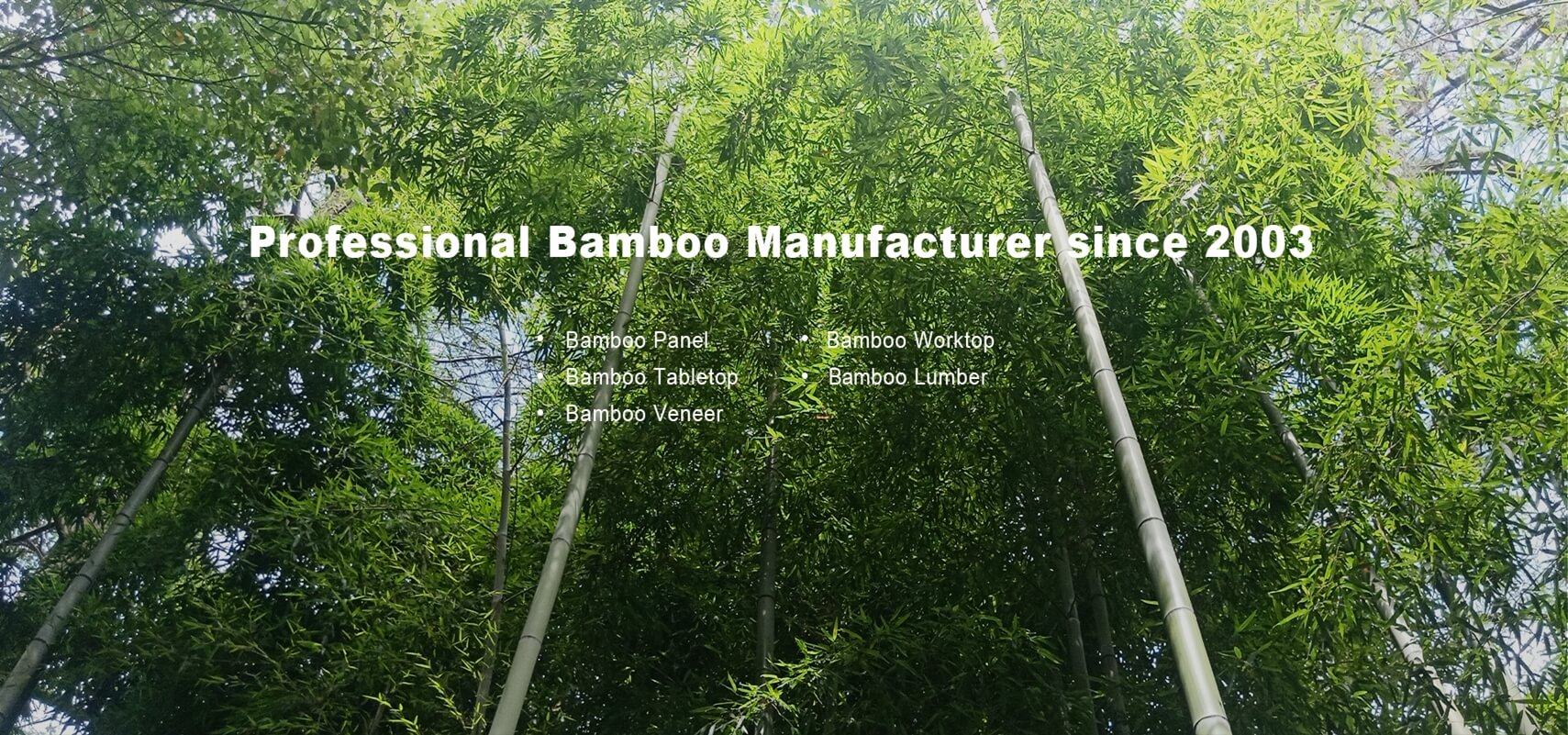 foresta di bambù Moso